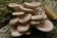 Hlíva ústřičná - houba, která vám prodlouží život